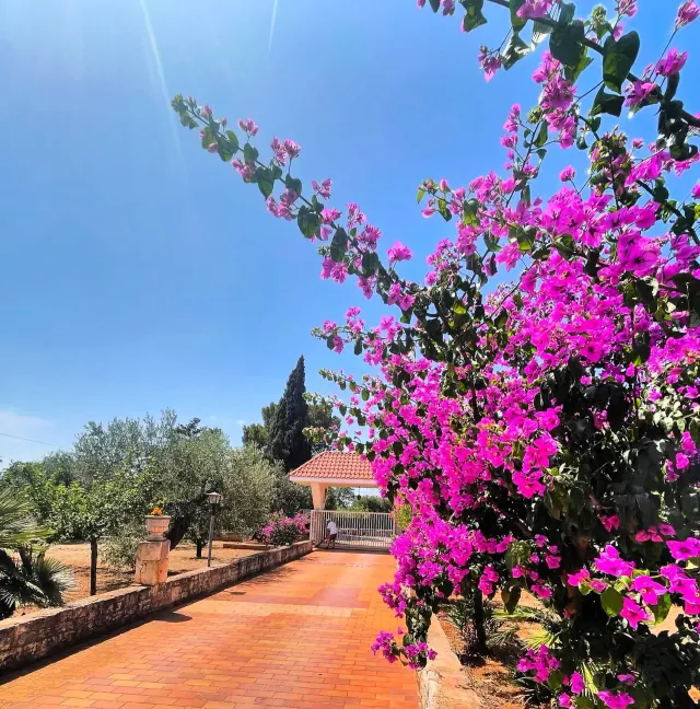 BookNoFees: Une oasis de calme au milieu des oliviers, avec une terrasse privée – Castellana Grotte