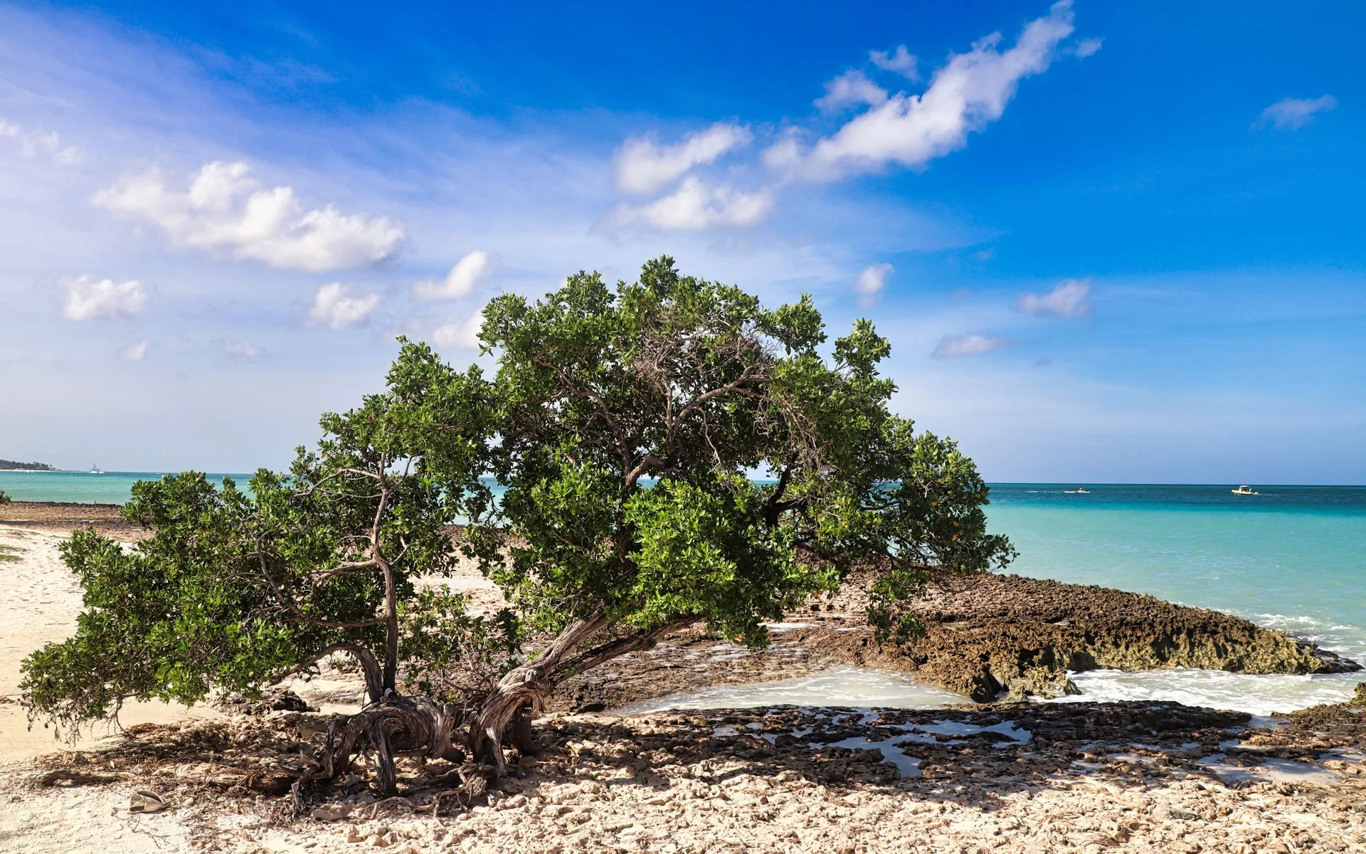 Divi-Divi-boom aan het strand van Oranjestad, Aruba