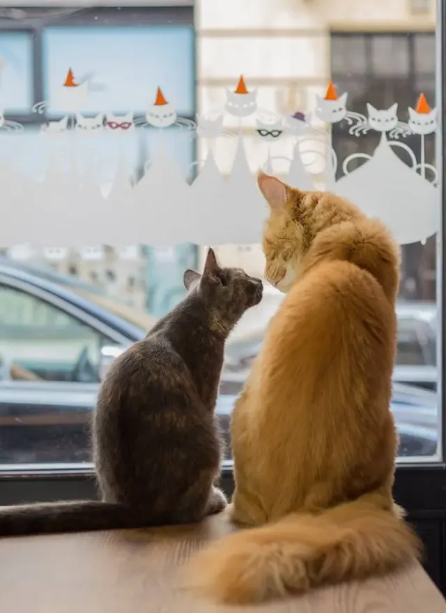 BookNoFees: Café – Cat Café – Budapest – Kattencafé, foto 2